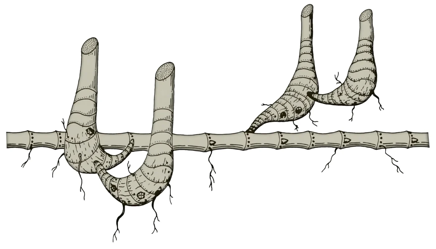 Rizoma de bambú mixpodial amfimorfo (mixto)