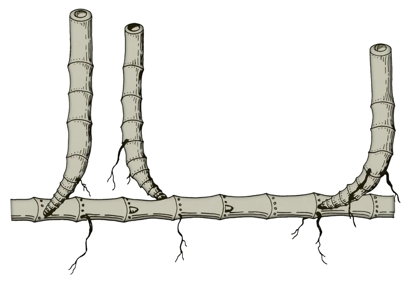 Rizoma de bambú monopodial leptomorfo (corredor)