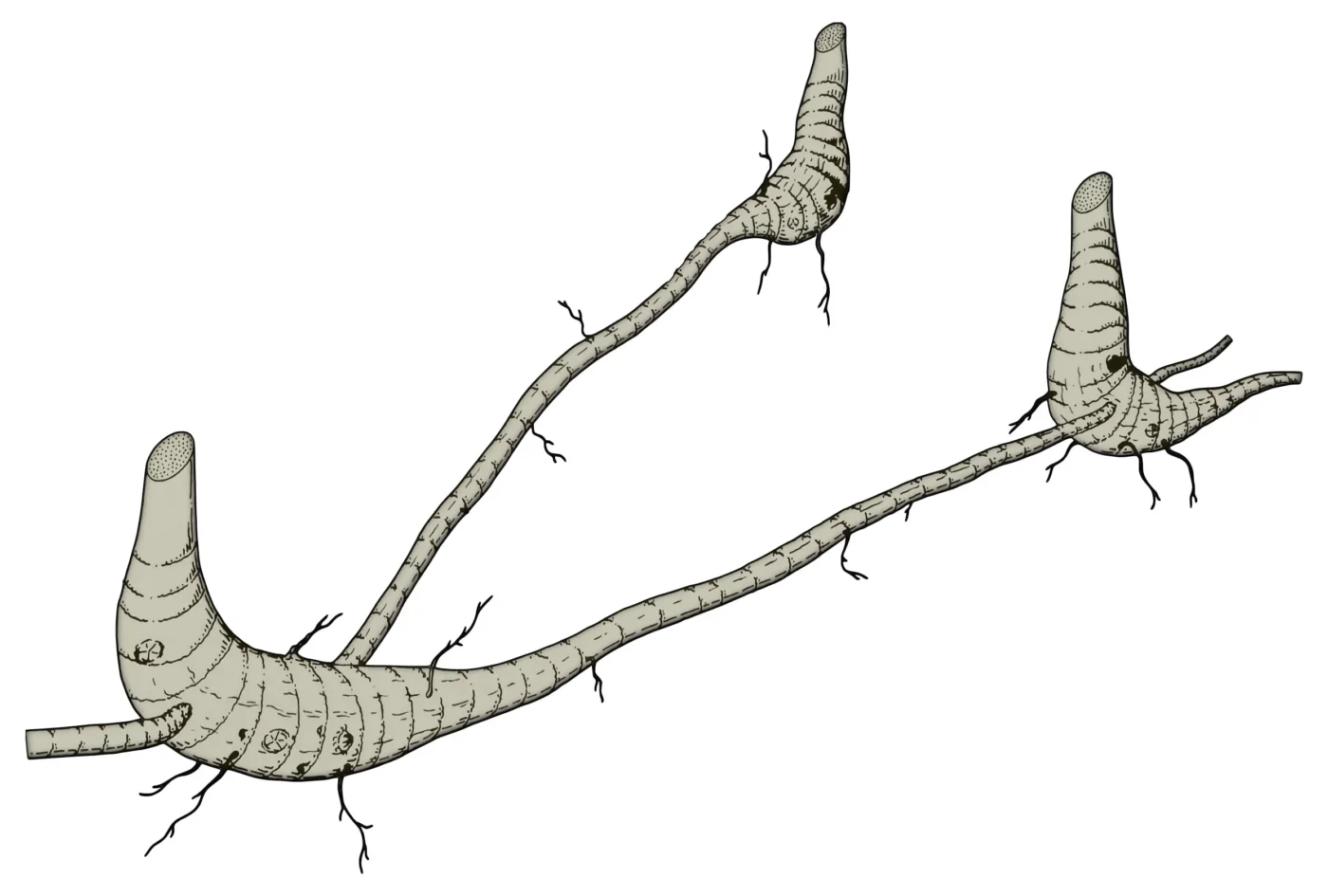 Rizoma de bambú simpodial paquimorfo de cuello largo (macolla abierta)