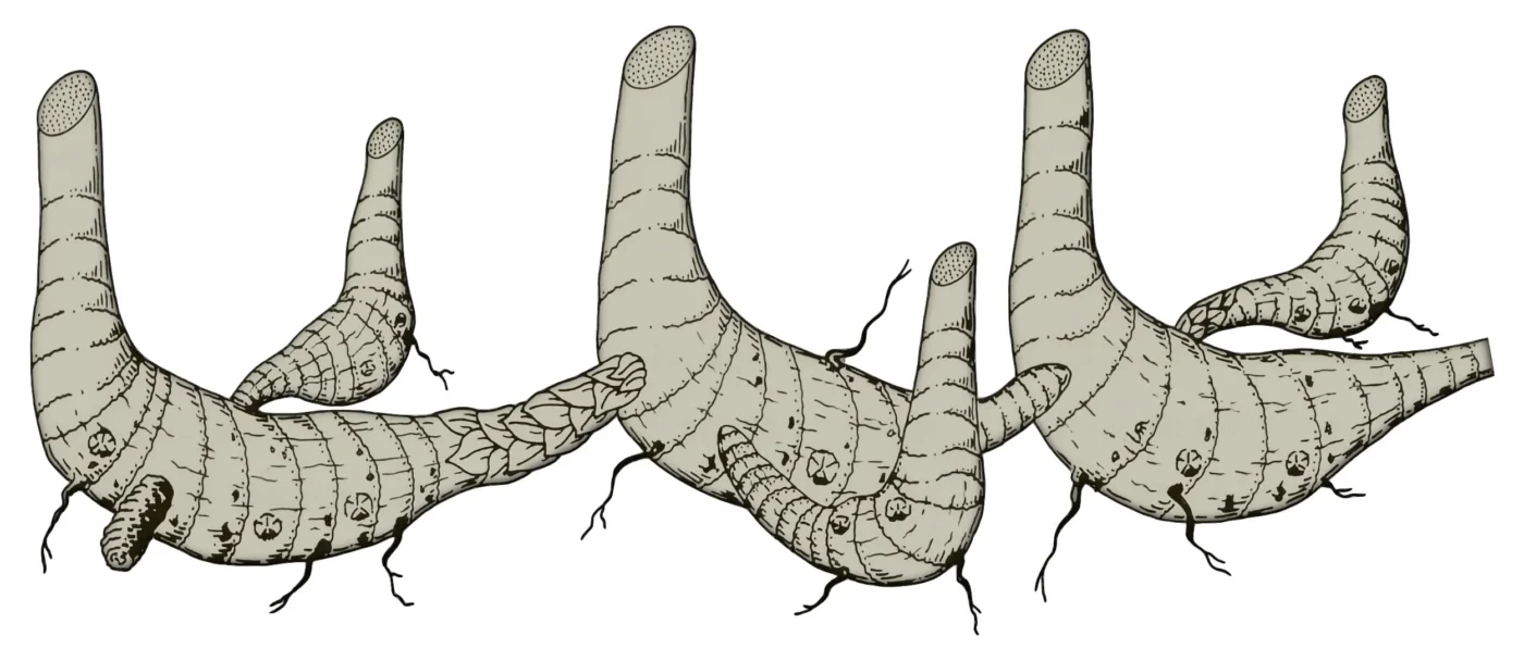 Rizoma de bambú simpodial paquimorfo simple (macolla densa)