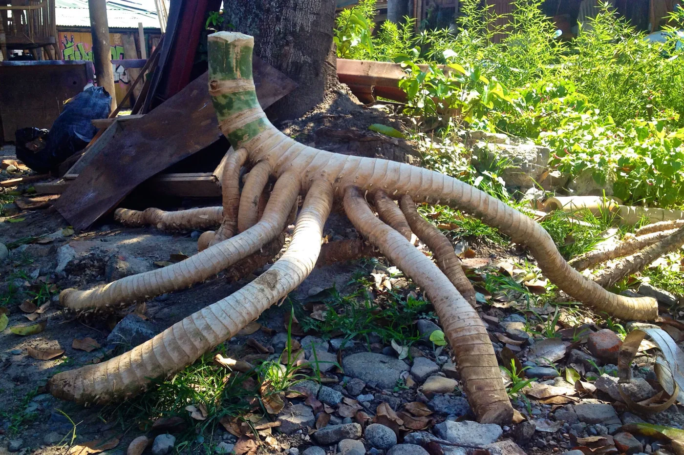 rizoma guadua angustifolia