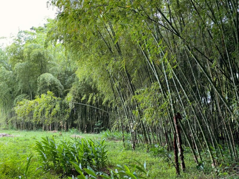 Las Mejores Condiciones Climáticas para el Cultivo del Bambú Guadua