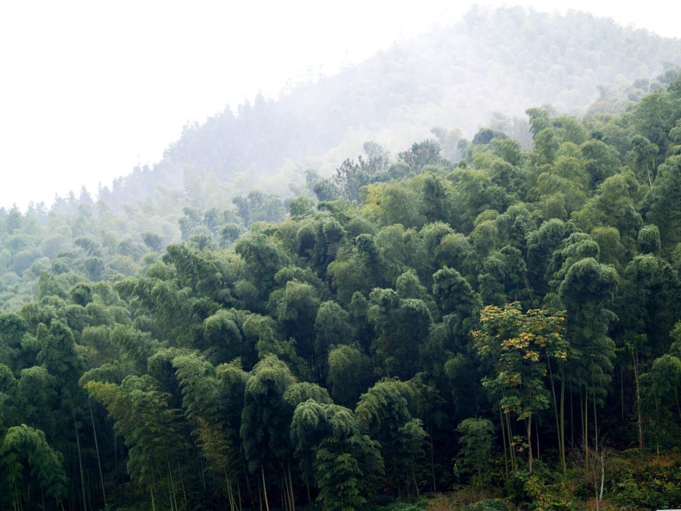 bosque de bambu moso en china