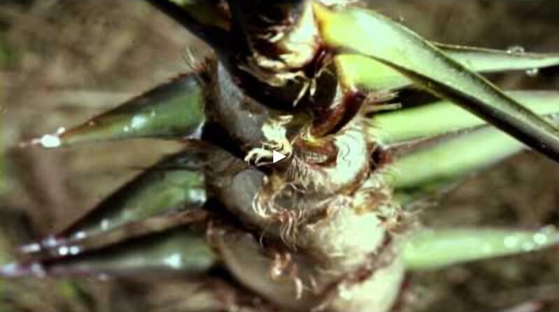 El Bambú es la Planta de Más Rápido Crecimiento del Planeta