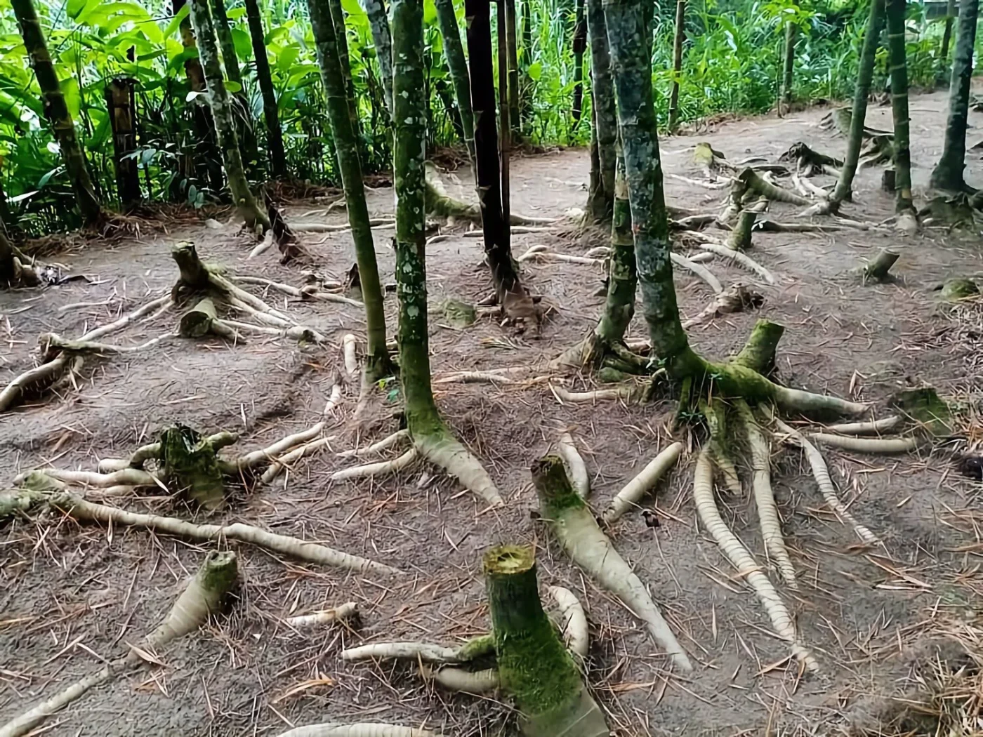 red de rizomas de bambu guadua