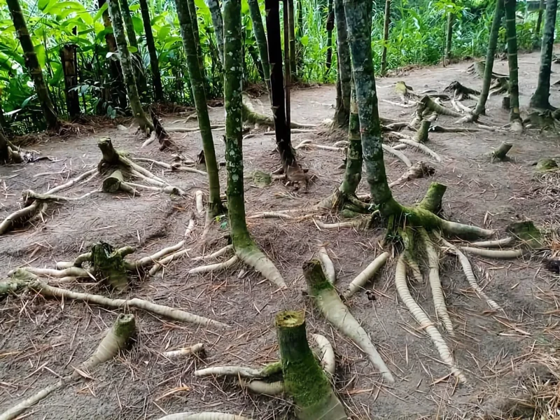 Bambú para Control de Erosión y Recuperación de Suelos