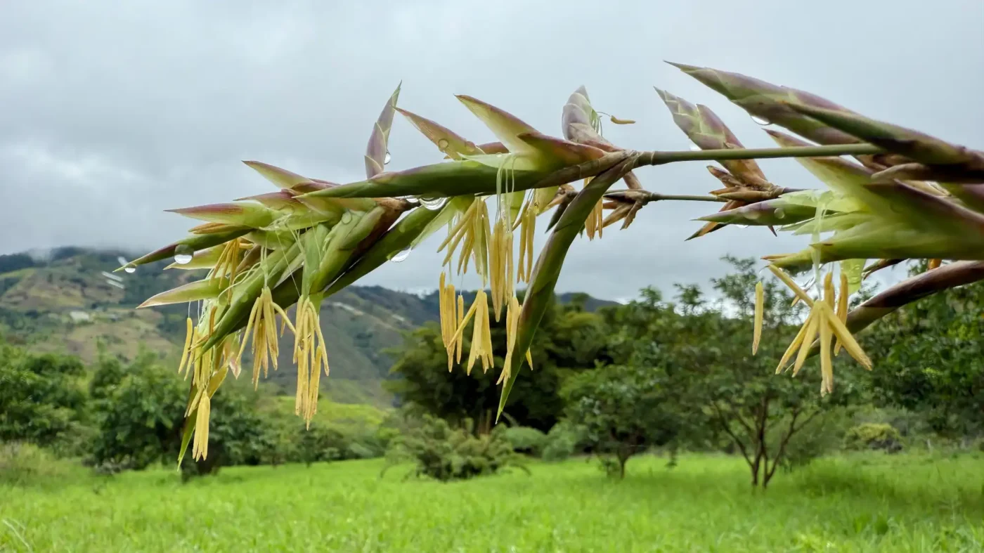 Floración del Bambú (Bambusa longispiculata)