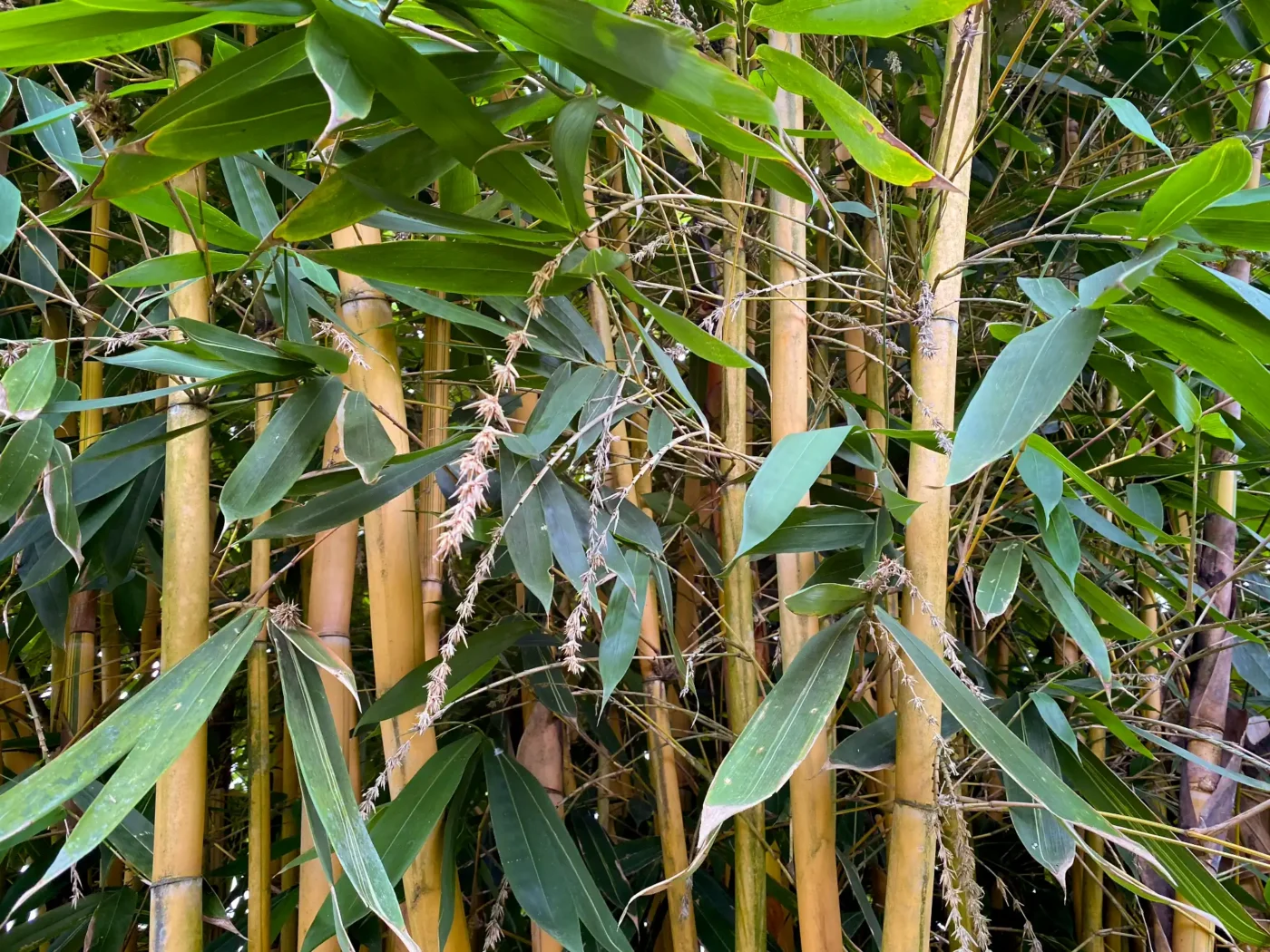 Floración Continua del Bambú (Schizostachyum brachycladum)