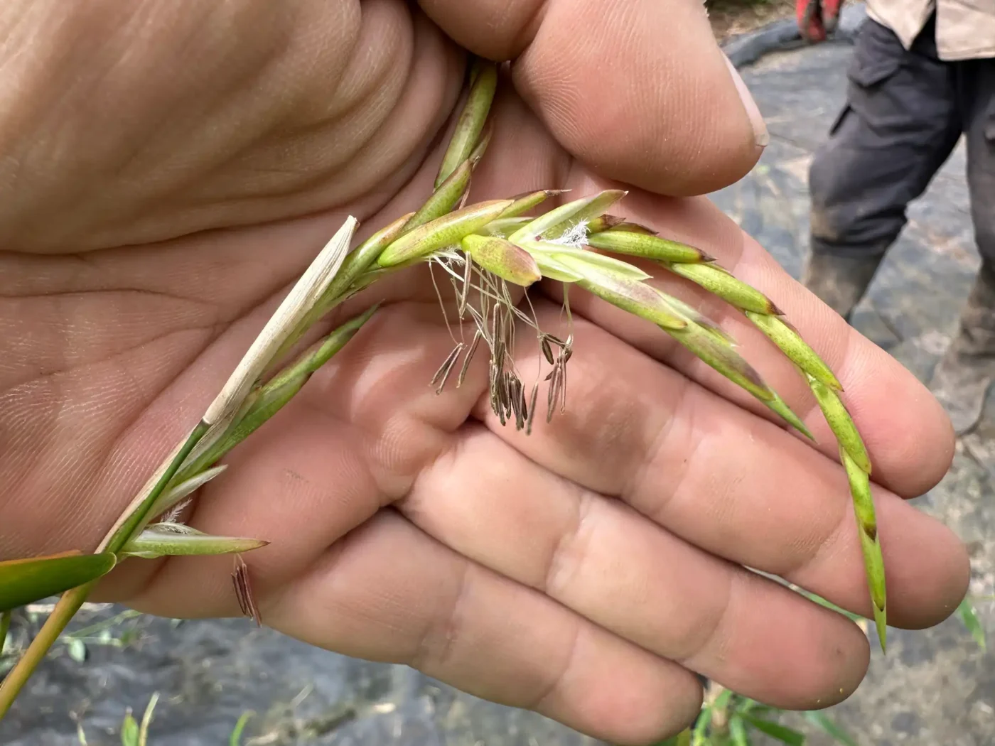 Floración Esporádica del Bambú (Bambusa longispiculata)