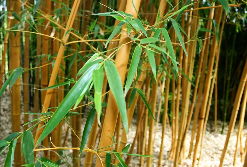 Lista de Especies de Phyllostachys