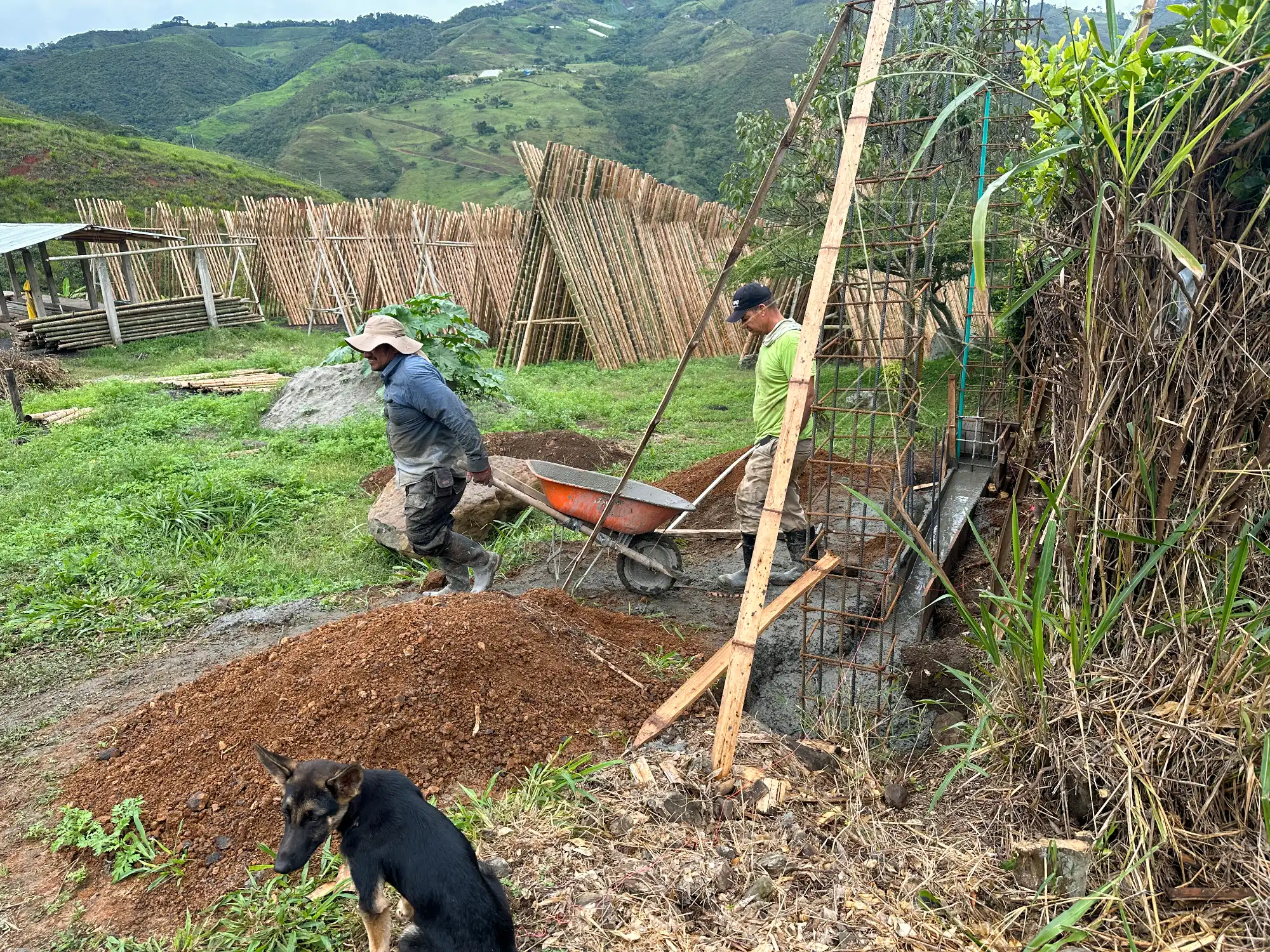 Portón de entrada de lujo en bambú guadua y acero en Colombia