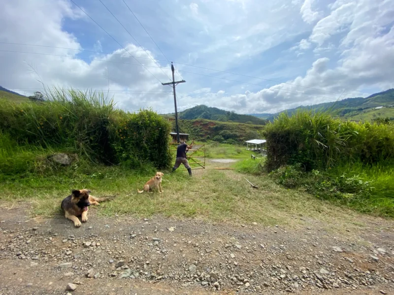Portón de entrada de lujo en bambú guadua y acero en Colombia