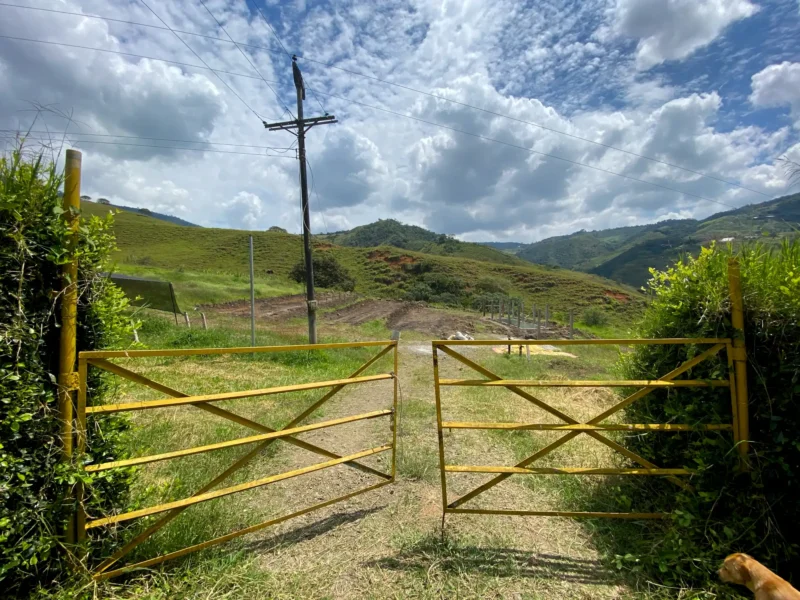 Portón de Entrada de Lujo en Bambú Guadua y Acero