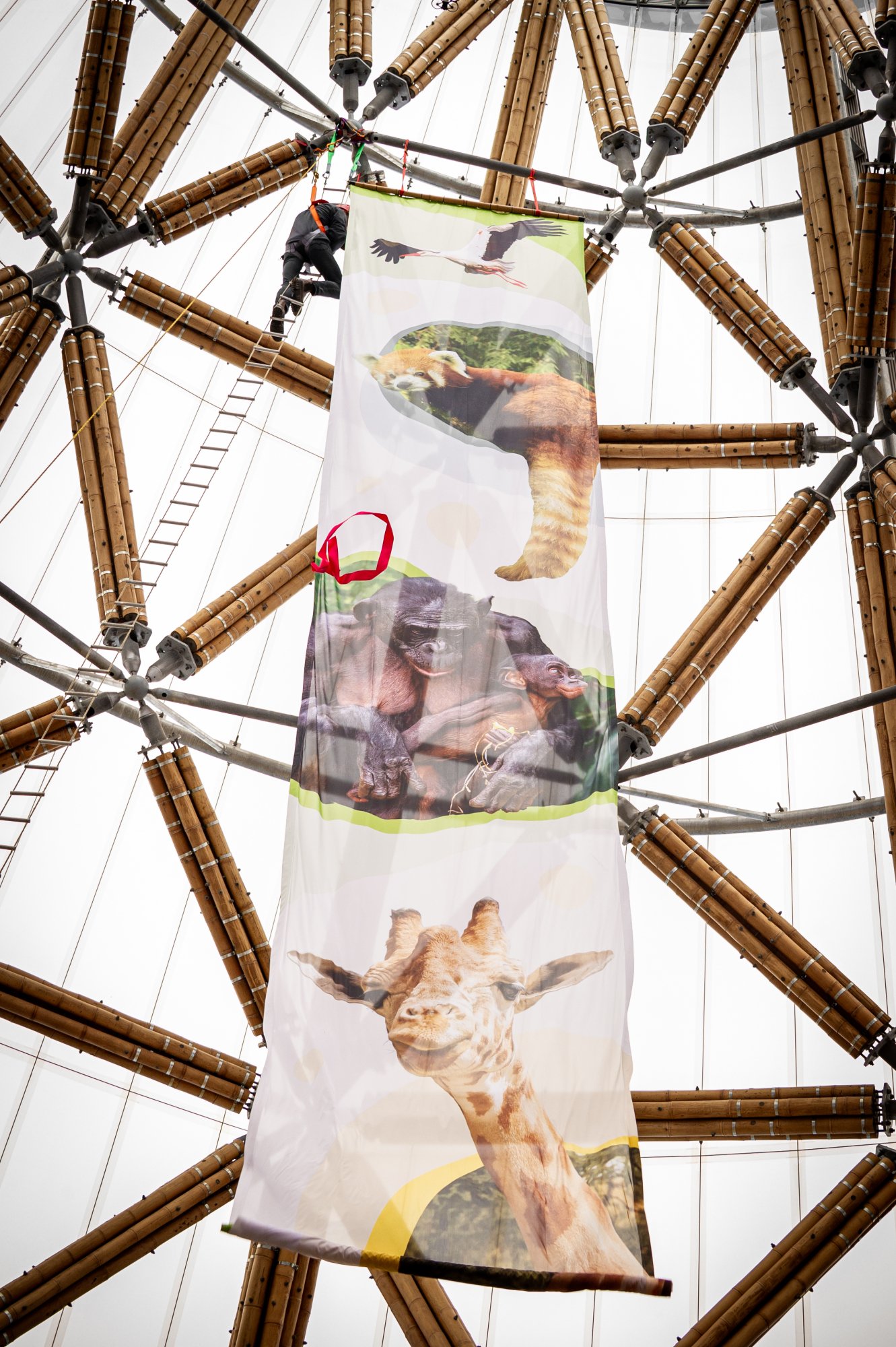 Inauguración oficial de la torre de bambú más alta de Europa en Bélgica