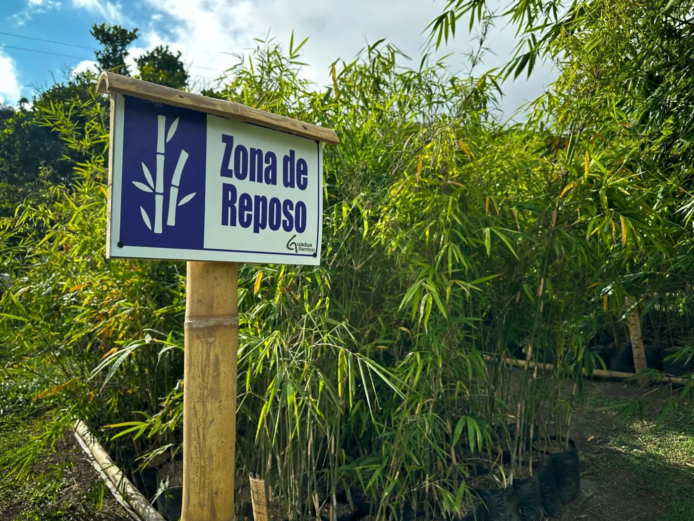 vivero de bambu registrado ica