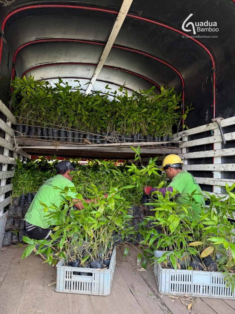 6000 Plantas de Guadua angustifolia enviadas a Tibacuy, Cundinamarca