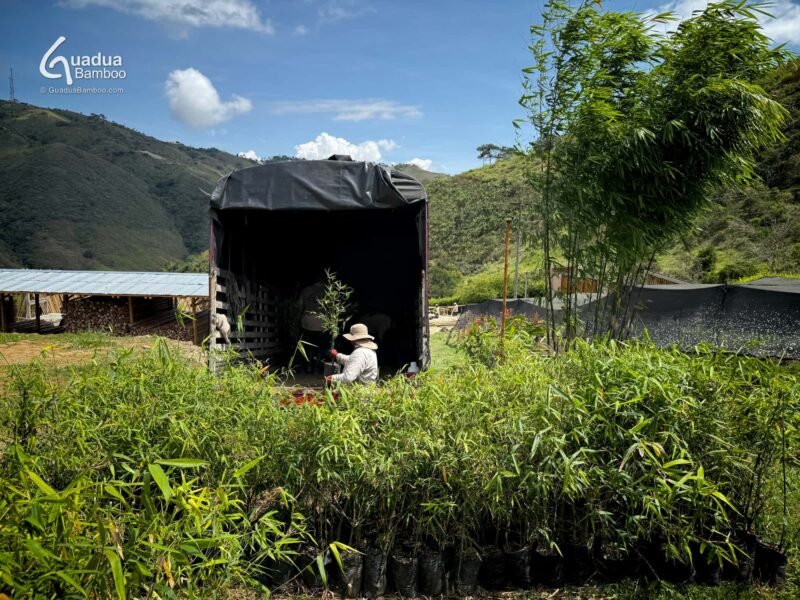 Bambú Gigante: La Alternativa Sostenible a la Madera en Colombia