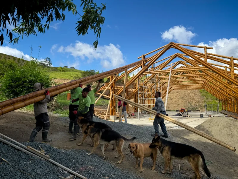 Instalación de vigas longitudinales de guadua