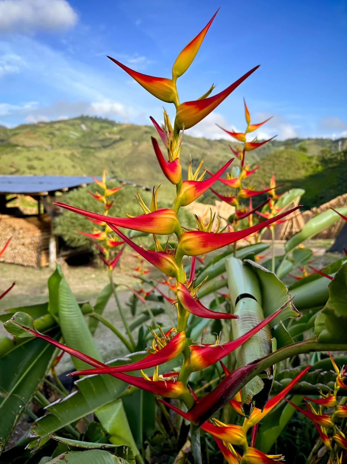 Heliconia latispatha 'Distans'