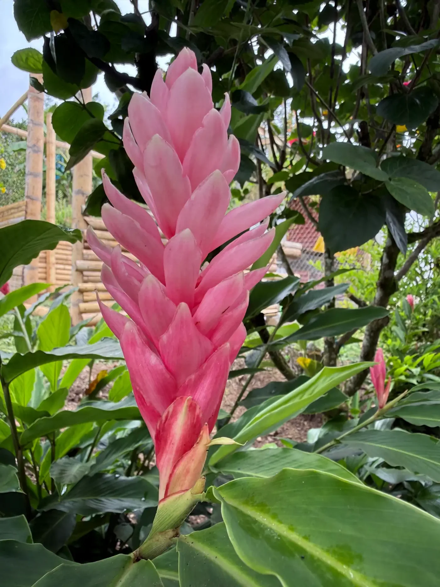 Alpinia purpurata 'Jungle Queen'