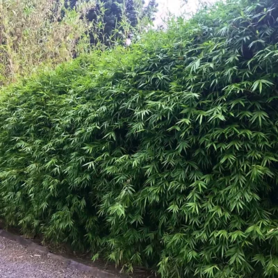 Bambusa multiplex (Bambú de Seto)