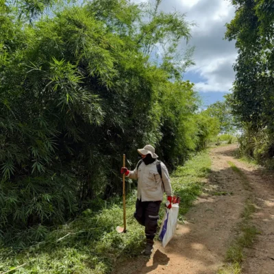 Bambusa polymorpha Cerca Viva