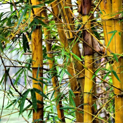 Bambusa vulgaris var. vittata (Bambú Amarillo)