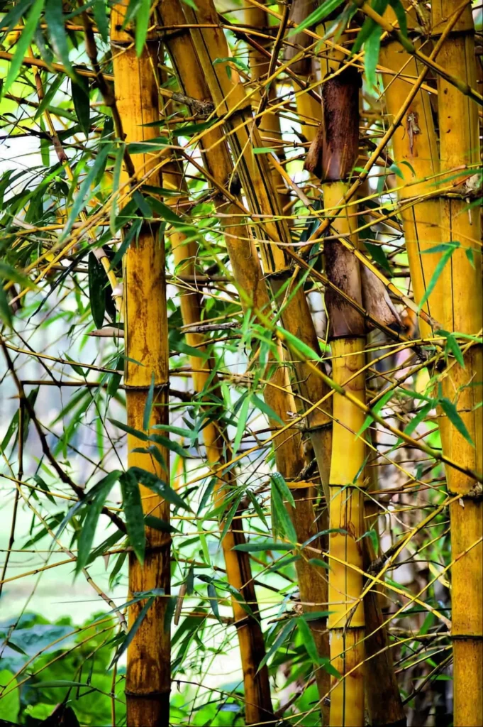 Bambusa vulgaris var. vittata (Bambú Amarillo)