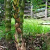 Bambusa vulgaris 'Wamin' (Bambú Barriga de Buda)