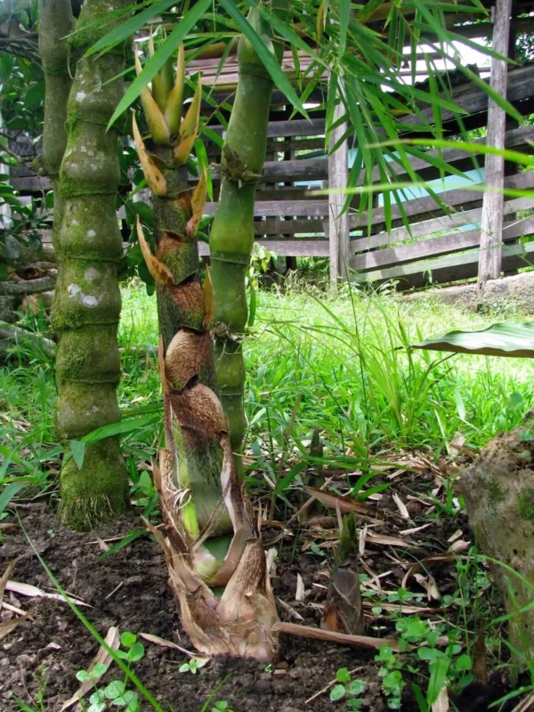 Bambusa vulgaris 'Wamin' (Bambú Barriga de Buda)