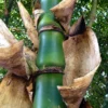 Bambusa vulgaris 'Wamin' (Bambú Barriga de Buda)