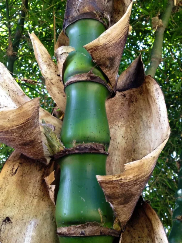 Bambusa vulgaris 'Wamin' (Bambú Barriga de Buda)