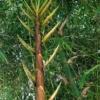 Bambusa vulgaris 'Wamin' (Bambú Barriga de Buda)