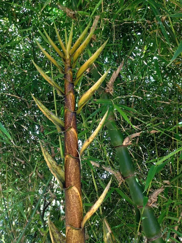 Bambusa vulgaris 'Wamin' (Bambú Barriga de Buda)