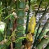Bambusa vulgaris 'Wamin' (Bambú Barriga de Buda)