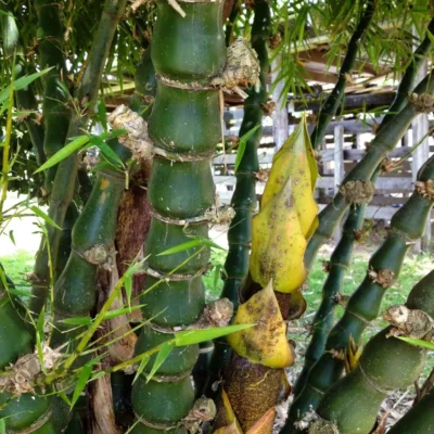 Bambusa vulgaris 'Wamin' (Bambú Barriga de Buda)