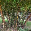 Bambusa vulgaris 'Wamin' (Bambú Barriga de Buda)