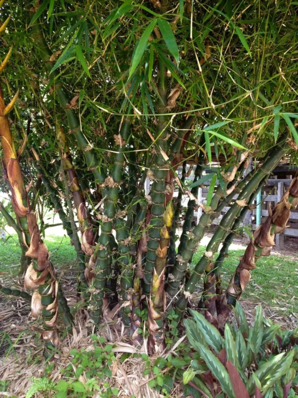 Bambusa vulgaris 'Wamin' (Bambú Barriga de Buda)