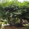Bambusa vulgaris 'Wamin' (Bambú Barriga de Buda)