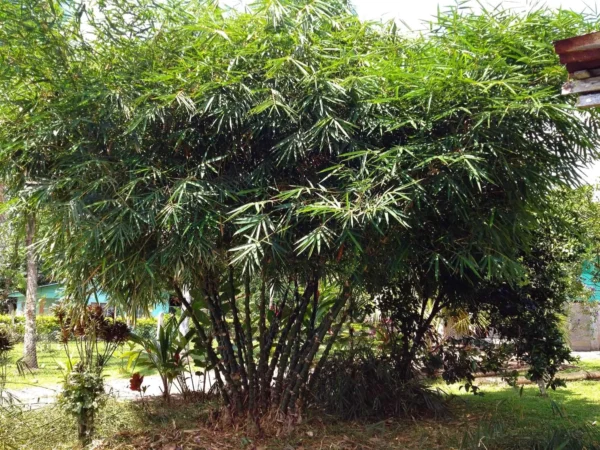 Bambusa vulgaris 'Wamin' (Bambú Barriga de Buda)