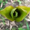 Bambusa vulgaris 'Wamin' (Bambú Barriga de Buda)