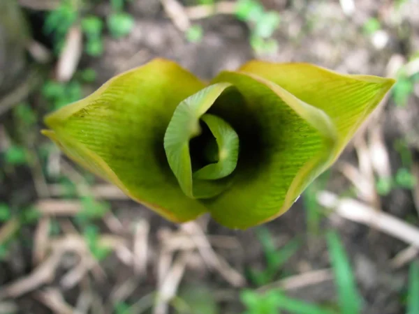 Bambusa vulgaris 'Wamin' (Bambú Barriga de Buda)