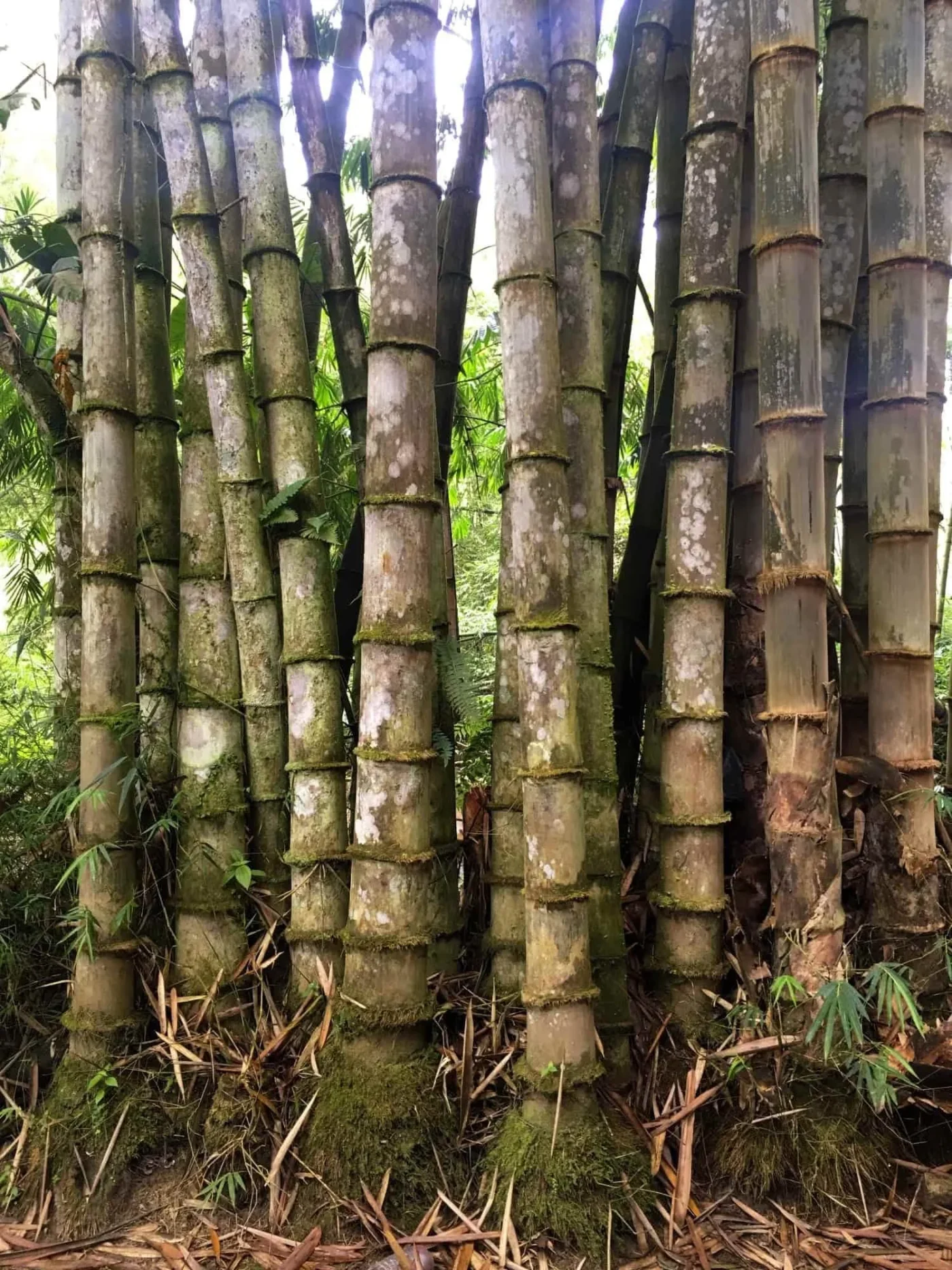 Dendrocalamus asper (Bambú Áspero Gigante)