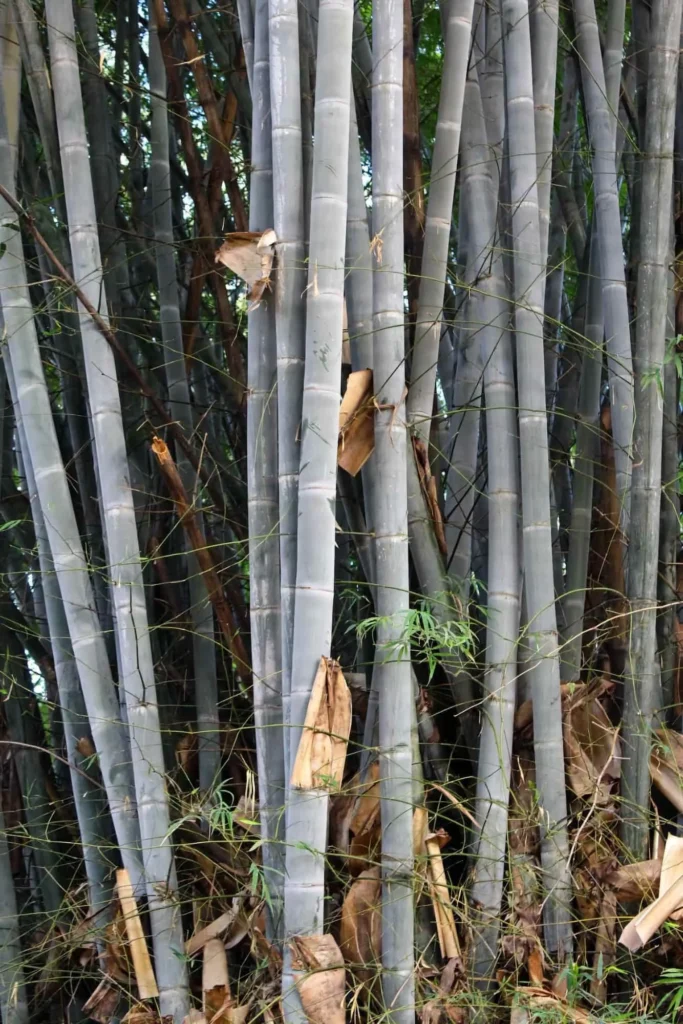 Dendrocalamus membranaceus (Bambú Waya)