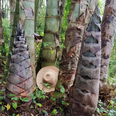 Dendrocalamus sinicus (Bambú Dragón Gigante)