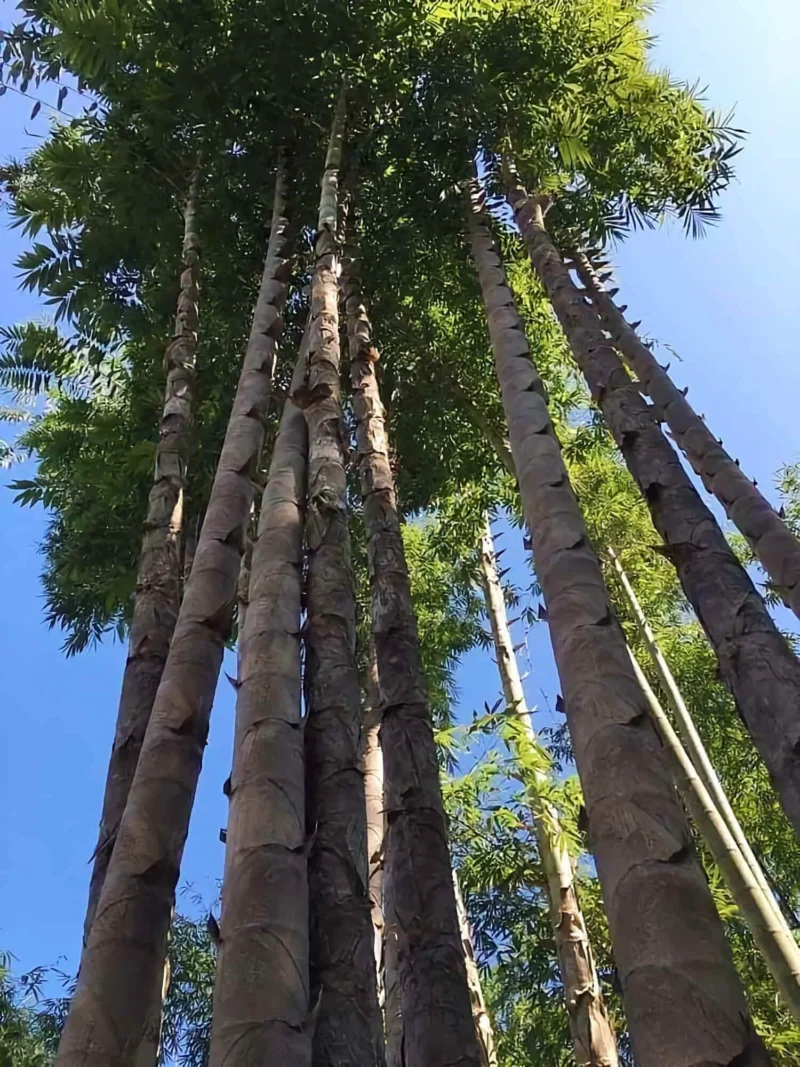 Dendrocalamus sinicus (Bambú Dragón Gigante) Dendrocalamus sinicus (Bambú Dragón Gigante)