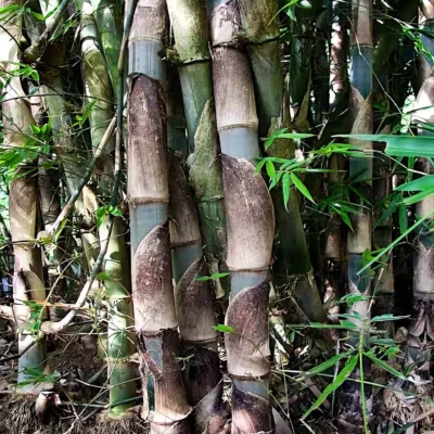 Gigantochloa apus (Bambú Tali)