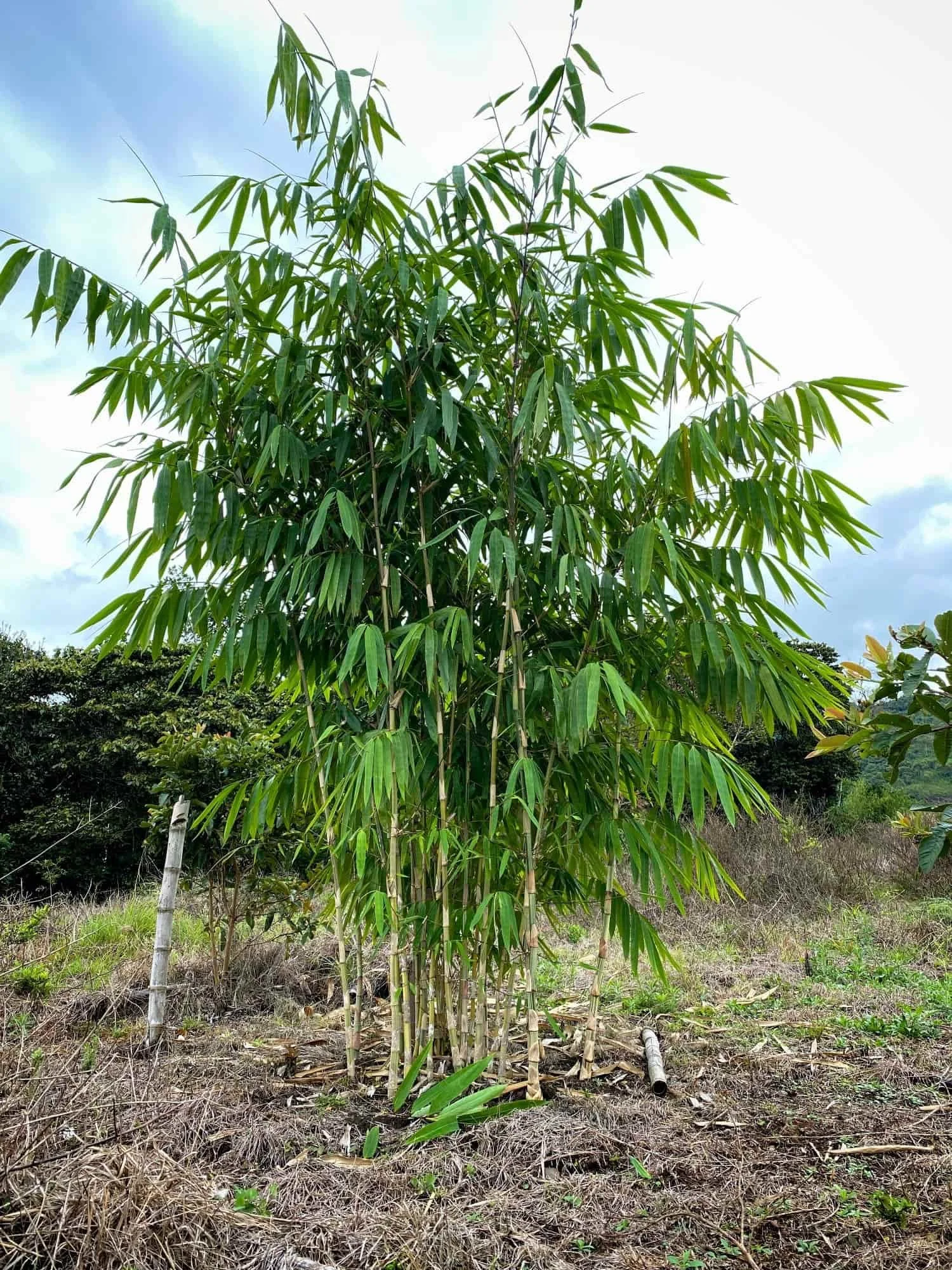 Gigantochloa sp. Bicolor