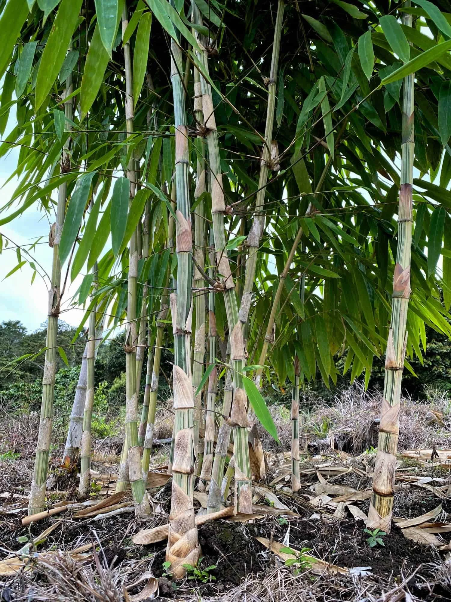Gigantochloa sp. Bicolor