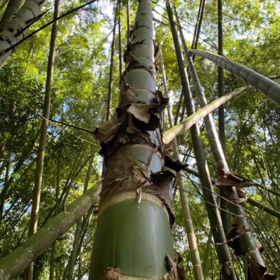 Guadua angustifolia (Bambú Guadua)
